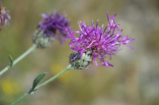 Valle del Durance (Valle Alpina .francese) - Centaurea scabiosa